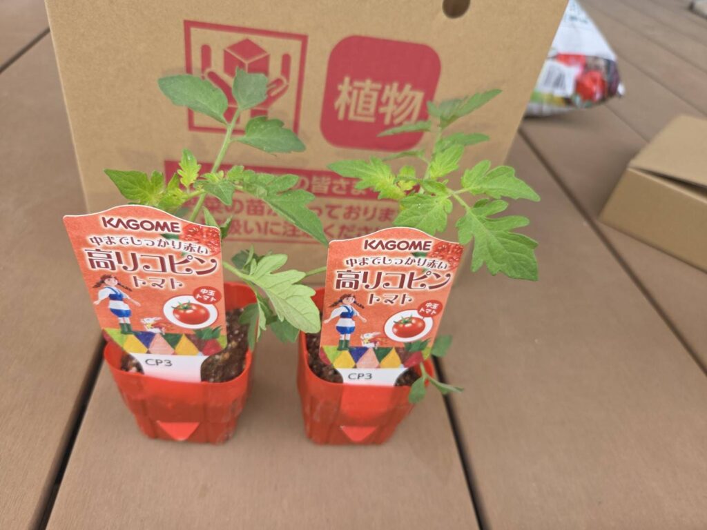 カゴメ トマト苗プレゼントで当選したこあまちゃん・高リコピントマトの苗の画像